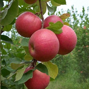 ������ ����������: ��������� ���� ��� ��������� ������ ������