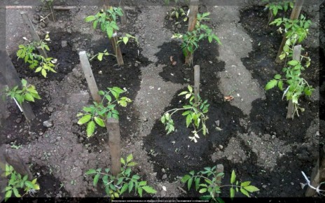 ������� ����� �� ��������: ������ ������ ��� ������ ������ ������