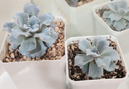 ��� �������� ��������� ������������ � �� ������������ ���