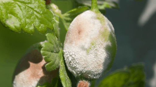 ��� ���������� � ��������� ����� �� ����������: ��������� ����������� ��� �����