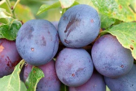 �� �������� ���� ��������� ����� ����� ������������