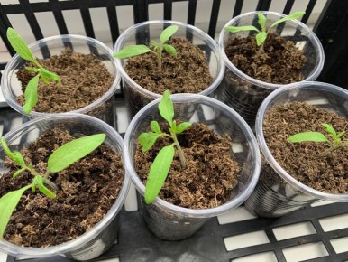 ������ ������� �������: ��� ������ ����� ������ ������� ����