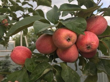 ������ ��������: ������ ������� � ���������� ������ � ��������