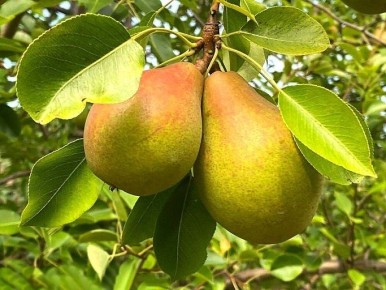 ���� ������ ����, ������� ����� �������� �� ����� �������