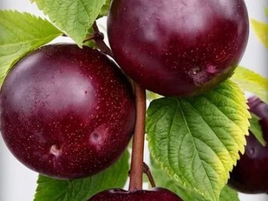 ��������: ������������ ������, ������� ������� ������ ���������