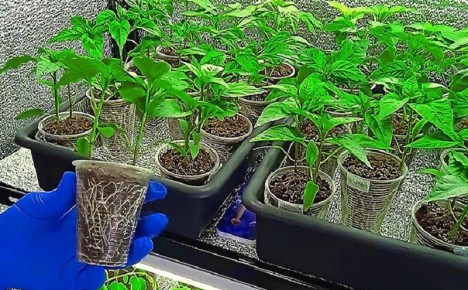 ����� ����� ������� �����: ����������� ������ � �������� �������