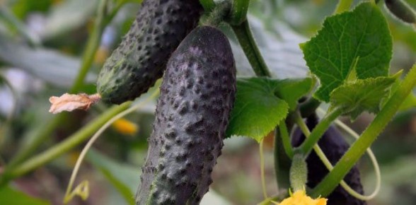 ��������� ������ ��������� ��������� ������ �������