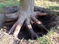 Как эффективно удалить ненужное дерево без вреда соседям