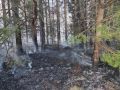 В Удмуртии ликвидирован первый в этом году лесной пожар