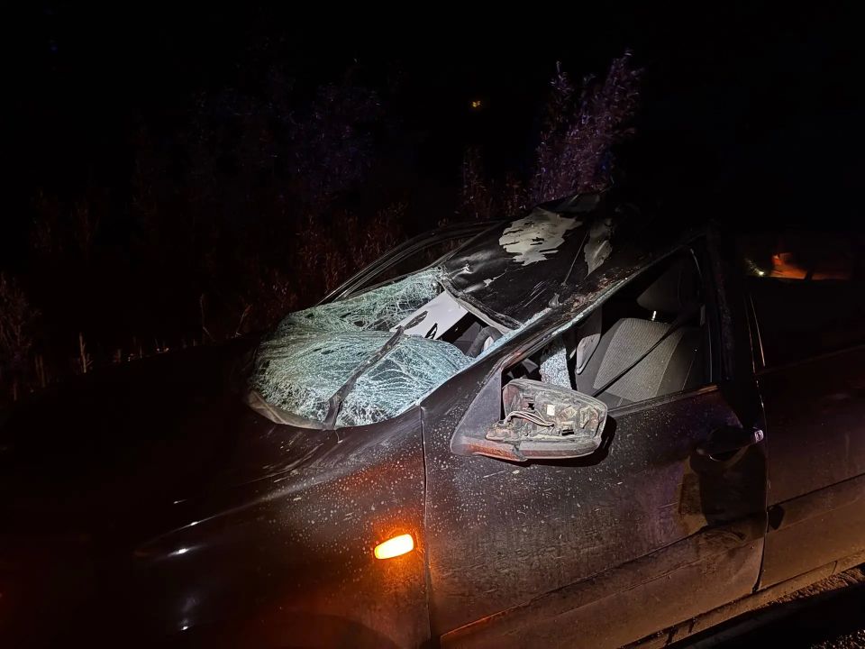 В Удмуртии в ДТП с лосем пострадали водитель и пассажир В Удмуртии в ДТП с лосем пострадали водитель и пассажир