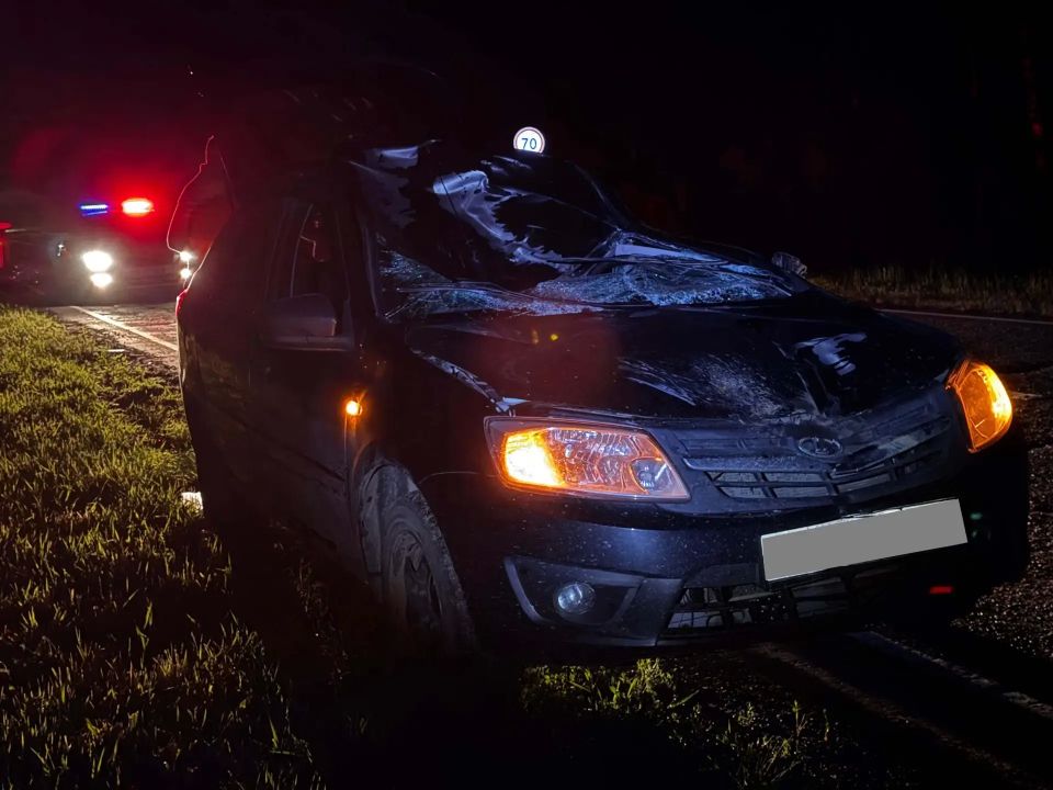 В Удмуртии в ДТП с лосем пострадали водитель и пассажир В Удмуртии в ДТП с лосем пострадали водитель и пассажир