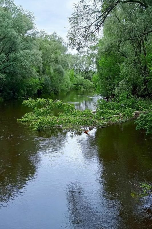 В Ижевске на переулке Октябрьском в реку Иж упало дерево, сообщается в группе «Благоустройство Ижевска» в VK