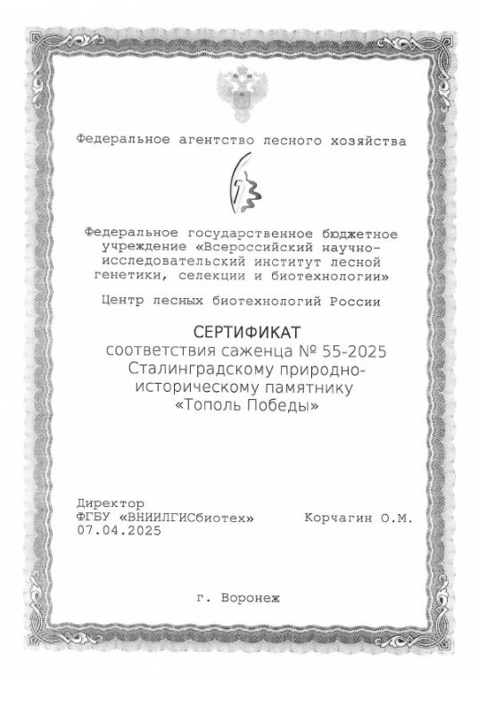 В Ижевске растет саженец Тополя Победы из Сталинграда В Ижевске растет саженец Тополя Победы из Сталинграда