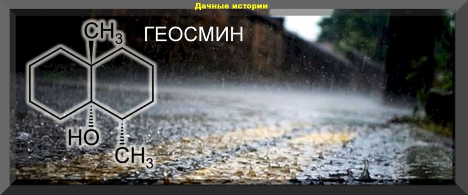 Как сохранить картофель без потерь: выявляем болезни по неприятному запаху