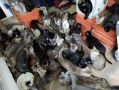 Ситуация SOS! Приют в Ижевске спасает более 100 кошек с проблемной передержки