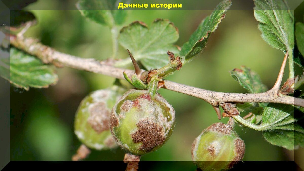 Проблема мучнистой росы, которая беспокоит дачников