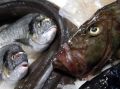 Как выбрать замороженную рыбу: секреты свежести и качества