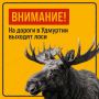 Лось как один из символов Удмуртии прекрасен в зеленом полумраке леса… Но на ночной дороге встреча с сохатым превращается в настоящее испытание для реакции