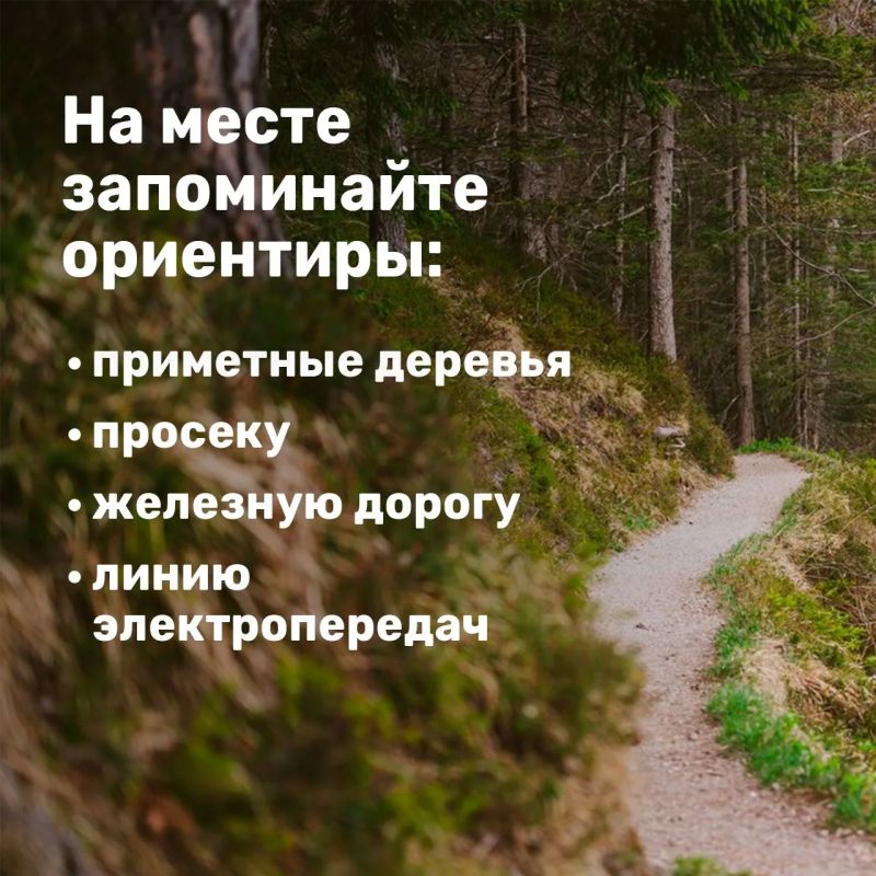 Лисички, подосиновики, маслята Лисички, подосиновики, маслята