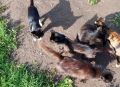 В Селтинском районе 47 кошкам грозит гибель из-за отъезда людей, которые их кормили, сообщили в приюте «Кот и пёс»