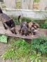 47 кошек и котят могут погибнуть в Селтинском районе Удмуртии