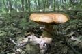 В лесу в Удмуртии несколько часов искали двух заблудившихся женщин