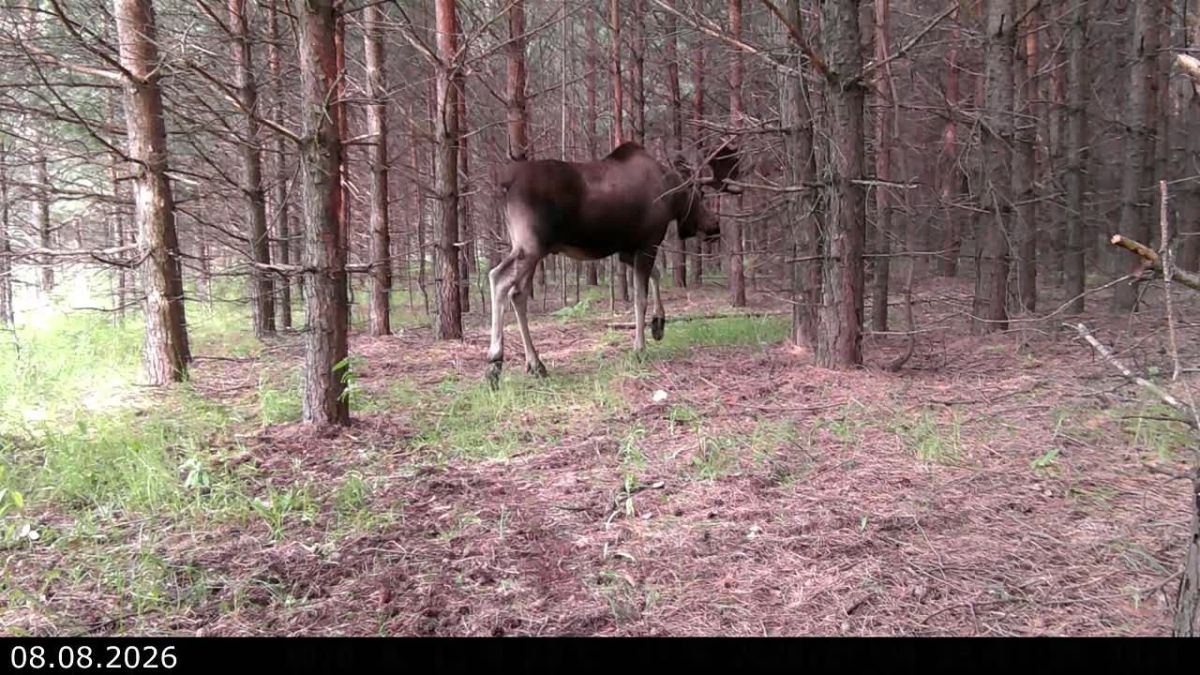 Видеофакт: осенние короны надели лоси в Удмуртии