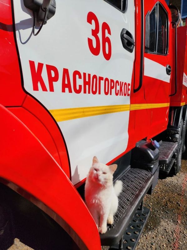 Солнечный привет от кота Анатолича! Солнечный привет от кота Анатолича!