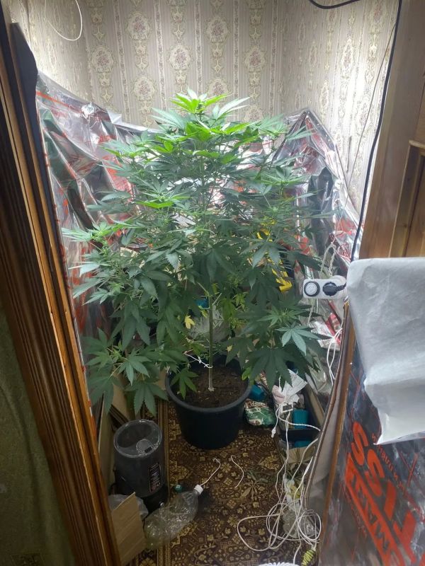 Житель Можги задержан за незаконное хранение конопли Житель Можги задержан за незаконное хранение конопли