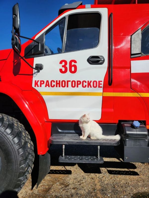 Солнечный привет от кота Анатолича! Солнечный привет от кота Анатолича!