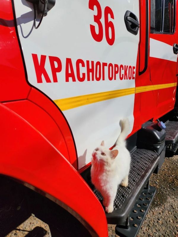 Солнечный привет от кота Анатолича! Солнечный привет от кота Анатолича!