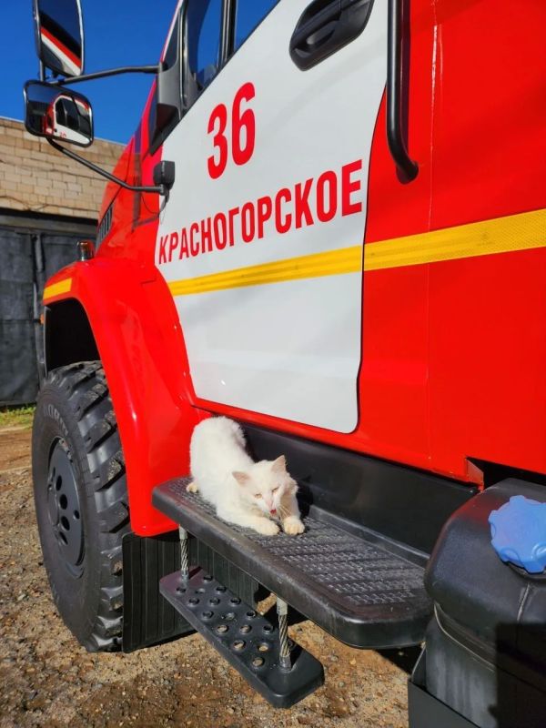Солнечный привет от кота Анатолича!