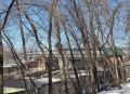 В Ижевске спилят аварийные деревья ниже плотины на реке Иж. Информация размещена на портале госзакупок