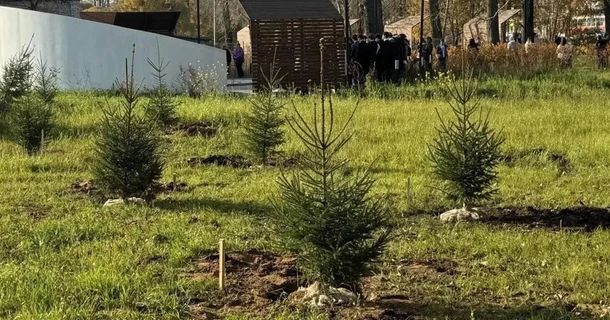 На Аллее Героев в Ижевске высадили 26 молодых елочек На Аллее Героев в Ижевске высадили 26 молодых елочек