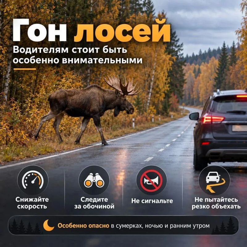 Осторожно, на дороге - сохатый